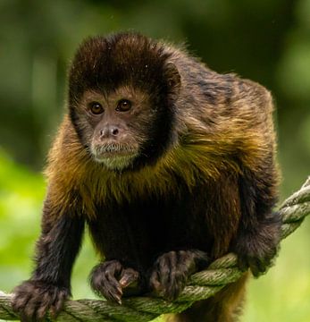 Gros plan d'un singe capucin brun. sur Wouter Van der Zwan