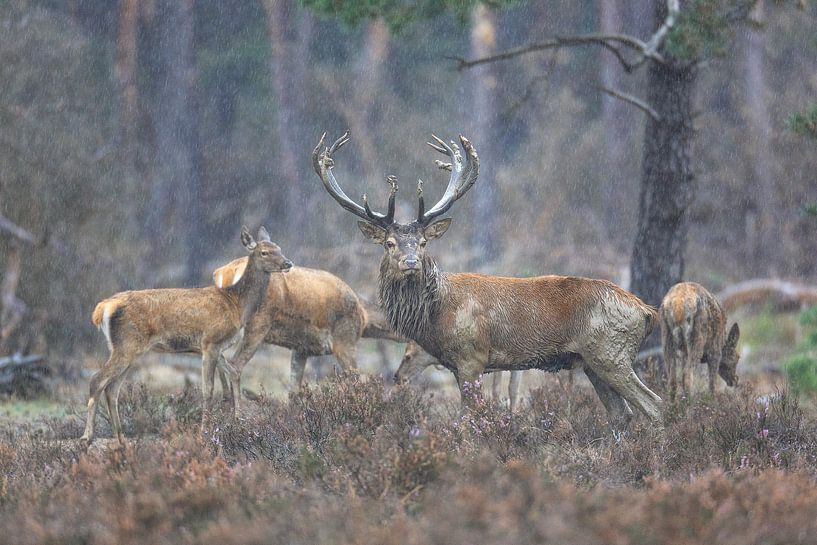 Rehe von Remco Stunnenberg