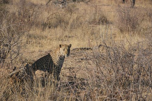 Leopard in der Ebene und doch versteckt.
