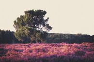 Heide in bloei van Maikel Brands thumbnail