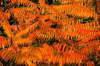 Forest Fire