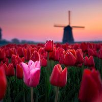 Roze tussen rood voor Molen.