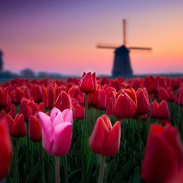 Pink between red for Mill. by Dennis Werkman