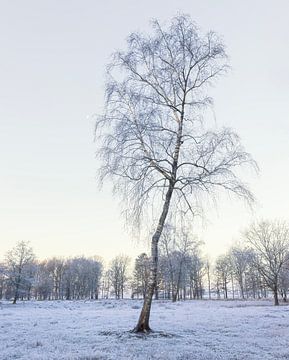 Dwingelderveld - Drenthe (Nederland) van Marcel Kerdijk