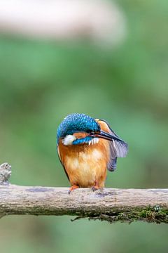 Eisvogel (Alcedo atthis) von Dirk Rüter