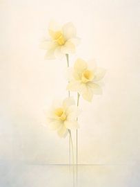 Ethereal Yellow Narcissus Trio In Soft Light van uwidya