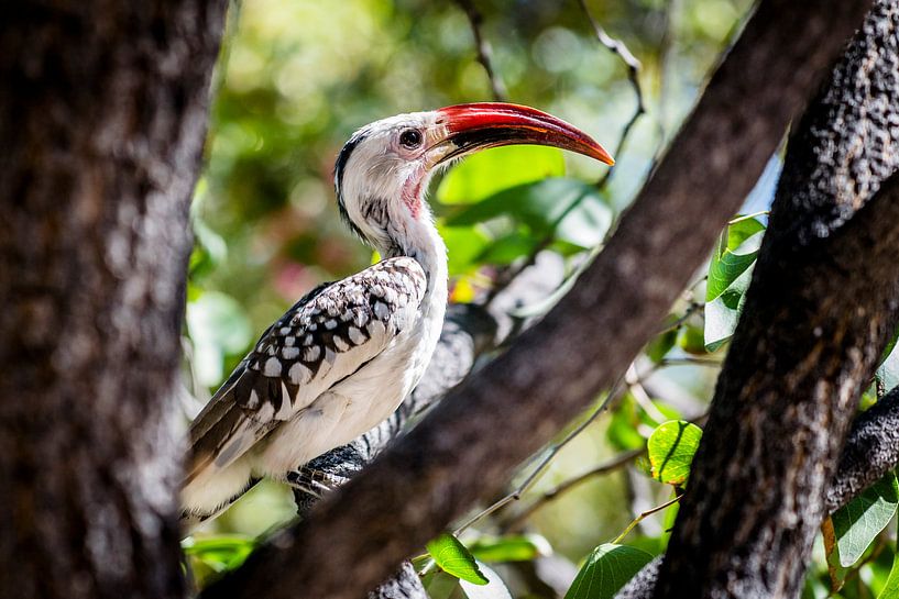 The Hornbill by Sander RB
