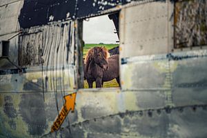 IJslands paard bij vliegtuigwrak Douglas DC 3 in IJsland. van Ron van der Stappen