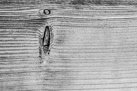 Hout by Liesbeth Bossink