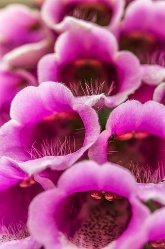 Vingerhoedskruid - zoek de mier...