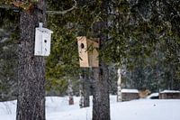 Vogelhuisjes in de sneeuw