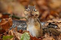 Siberische Grondeekhoorn in herfstsfeer