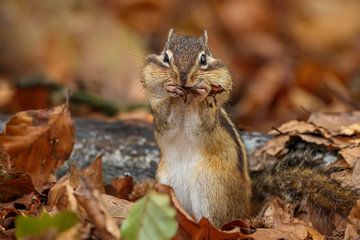 Siberian ground squirrel in autumn atmosphere by Amanda Blom