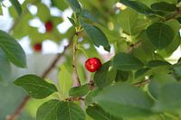 Rote Kirsche
