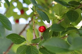 Red cherry by Photographico Magnifico