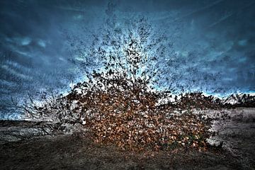 Beekhuizerzand mit Pep-Ventosa-Technik von Eddy Westdijk