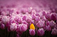 Kleurrijk veld van tulpen van Dirk-Jan Steehouwer thumbnail