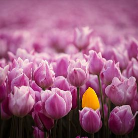 Kleurrijk veld van tulpen van Dirk-Jan Steehouwer