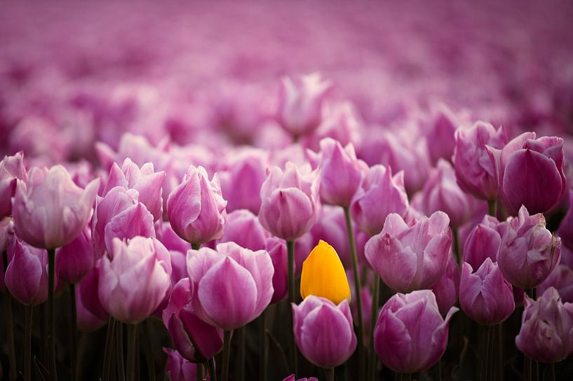 Kleurrijk veld van tulpen van Dirk-Jan Steehouwer