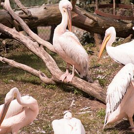Roze pelikaan van Thamara Janssen