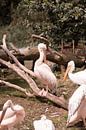 Roze pelikaan von Thamara Janssen Miniaturansicht