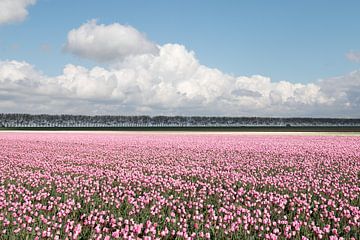 Roze tulpenveld van W J Kok