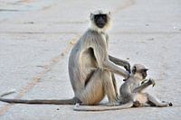 Tendresse Maternelle: Mummy Monkey and her Little One