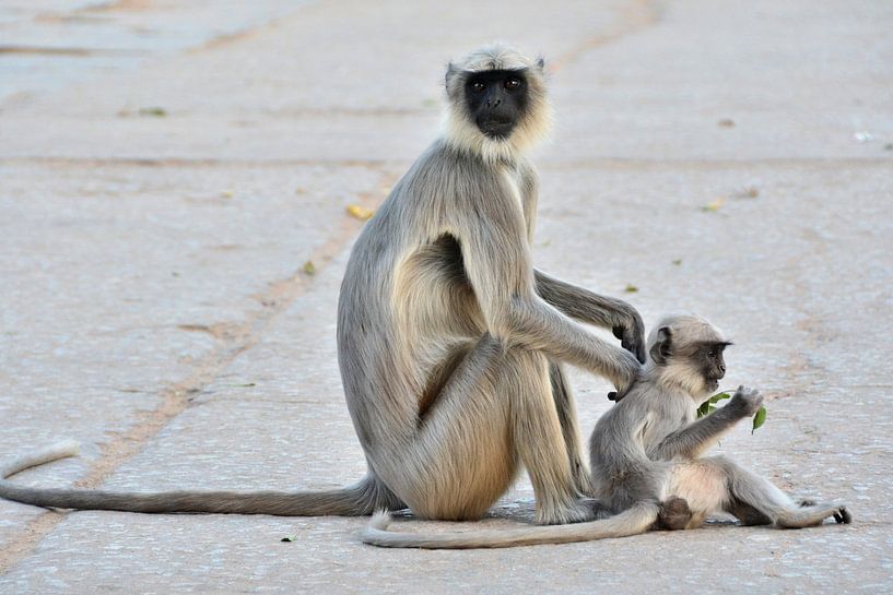 Tendresse Maternelle : Maman Singe et Son Petit par Frank Photos