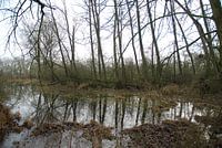 Bomen weerspiegeling in het water langs de Lek