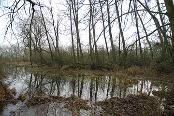 Bomen weerspiegeling in het water langs de Lek van Ingrid Van Maurik