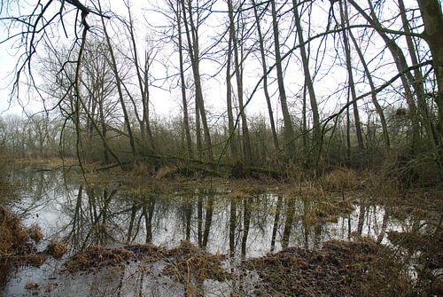 Bomen weerspiegeling in het water langs de Lek