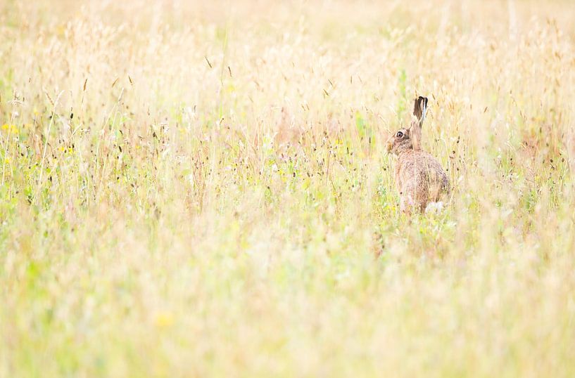 Hare on the Veluwe by Danny Slijfer Natuurfotografie