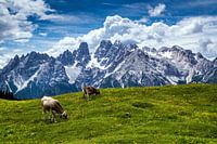 Dolomites - Monte Cristallo