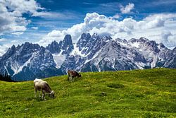 Dolomiten - Monte Cristallo