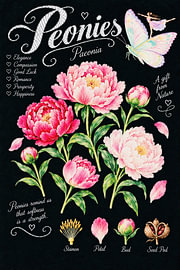 Peonies – A Gift from Nature von Green Nest