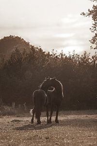 Junge Pferde kratzen sich gegenseitig | Pferdefotografie | Sepia von Laura Dijkslag