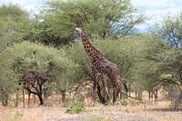 girafes