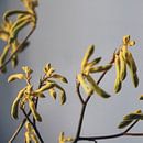 Autumn flowers by Karlijne Geudens thumbnail