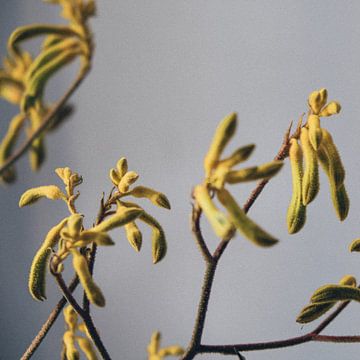 Blumen im Herbst von Karlijne Geudens