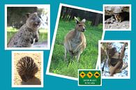 Collage Australischer Wildtiere von Ines Porada Miniaturansicht