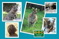 Collage Australischer Wildtiere