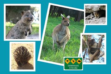 Collage Of Australian Wildlife van Ines Porada