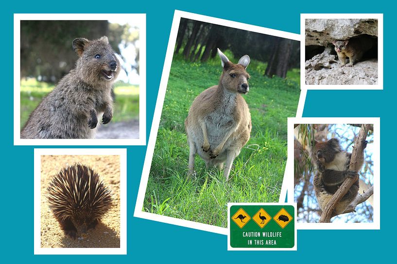 Collage Australischer Wildtiere von Ines Porada