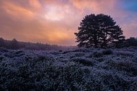 Paysage d'hiver brumeux et glacé