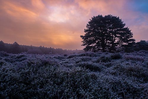 Mistig en ijzig winterlandschap