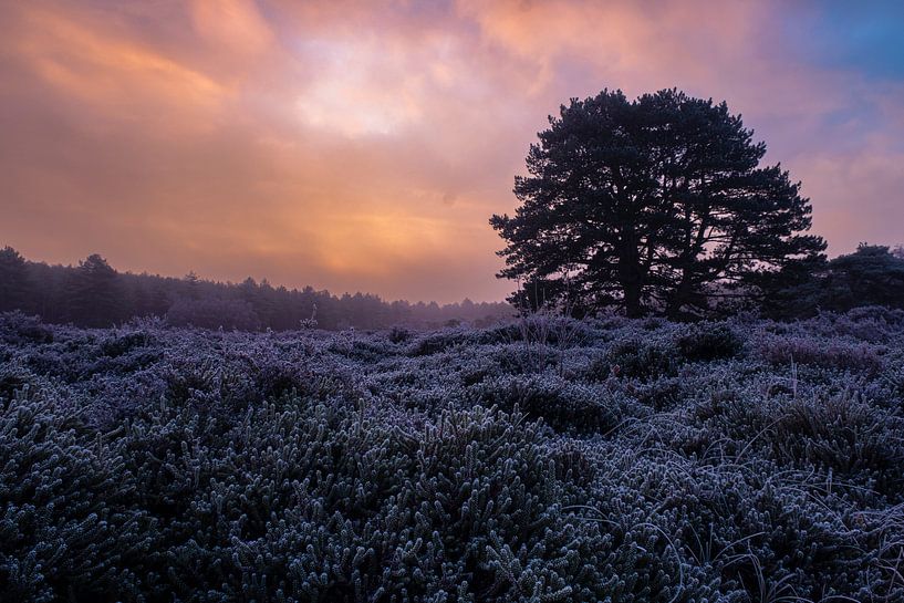Paysage d'hiver brumeux et glacé par Rob Rollenberg