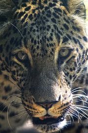 Eye contact by Bas Weijers