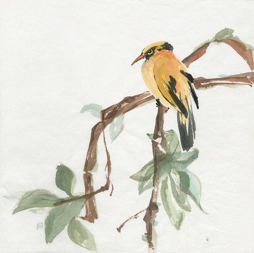 Black Napped Oriole, Chris Paschke