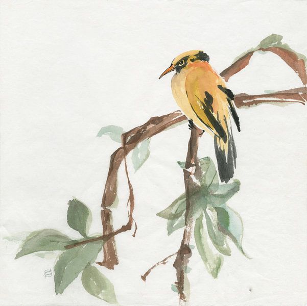 Schwarz Napped Oriole, Chris Paschke von Wild Apple