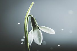 sneeuwklokje sneeuwvlokjes van natascha verbij